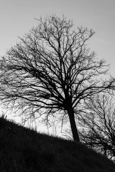 Magnifiche Foto Retroilluminate Alberi Tipici Della Penisola Italiana — Foto Stock