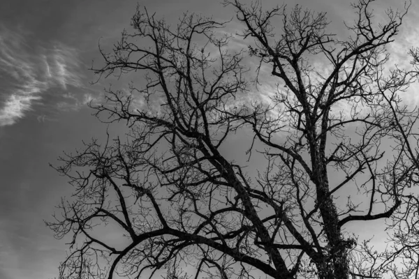 Великолепные Фотографии Подсветкой Деревьев Типичных Итальянского Пенсне — стоковое фото