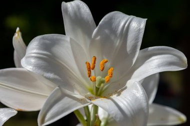 - Lily. Liliaceae familyasına ait bir bitki cinsidir. Lilium cinsi Avrupa, Asya ve Kuzey Amerika 'ya özgüdür; 80 cm ile 2 m arasında yüksekliğe sahip bitkiler içerir..