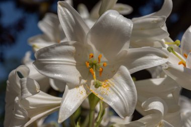 - Lily. Liliaceae familyasına ait bir bitki cinsidir. Lilium cinsi Avrupa, Asya ve Kuzey Amerika 'ya özgüdür; 80 cm ile 2 m arasında yüksekliğe sahip bitkiler içerir..