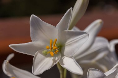 - Lily. Liliaceae familyasına ait bir bitki cinsidir. Lilium cinsi Avrupa, Asya ve Kuzey Amerika 'ya özgüdür; 80 cm ile 2 m arasında yüksekliğe sahip bitkiler içerir..