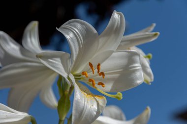 - Lily. Liliaceae familyasına ait bir bitki cinsidir. Lilium cinsi Avrupa, Asya ve Kuzey Amerika 'ya özgüdür; 80 cm ile 2 m arasında yüksekliğe sahip bitkiler içerir..