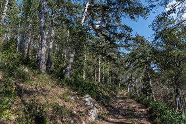 Isernia, Molise, İtalya. Pinewood 'da