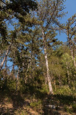 Isernia, Molise, İtalya. Pinewood 'da