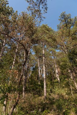 Isernia, Molise, İtalya. Pinewood 'da