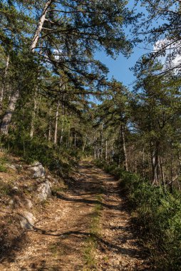 Isernia, Molise, İtalya. Pinewood 'da