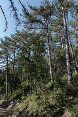 Isernia, Molise, İtalya. Pinewood 'da