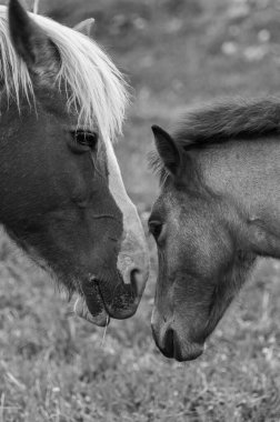 Atlar. Evcil at, Equidae familyasına ait orta büyüklükte bir perissodactyl memelidir..