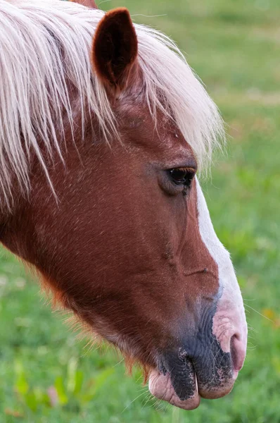 Cavalos Cavalo Doméstico Mamífero Perissodáctilo Tamanho Médio Pertencente Família Equdae — Fotografia de Stock