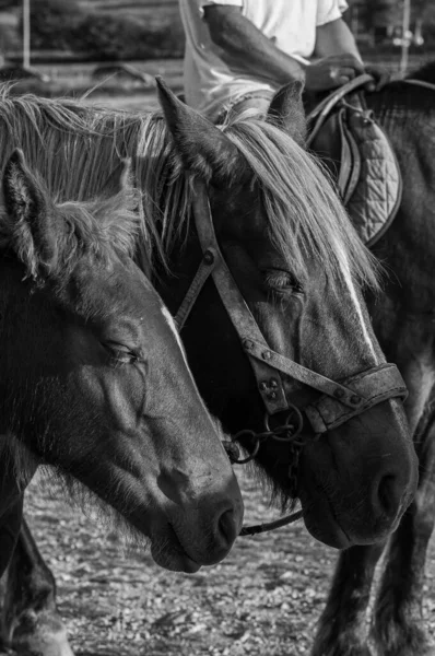 Horses Domestic Horse Medium Large Size Perissodactyl Mammal Belonging Equidae — Stock Photo, Image