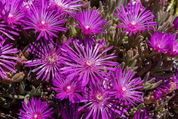 Mesembriantemo Egy Zamatos Növény Szeretett Csodálatos Gazdag Virágzás Könnyű Termeszteni — Stock Fotó