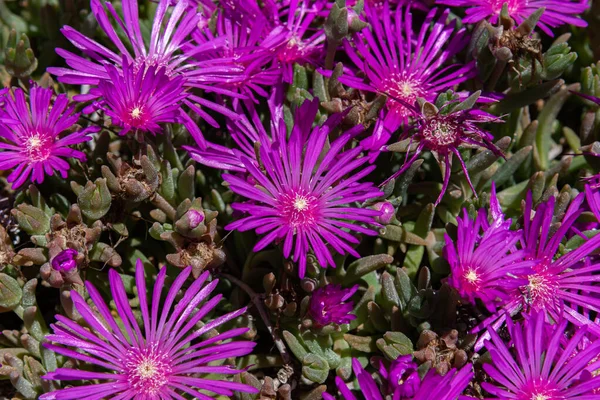 Mesembriantemo Succulent Plant Loved Its Splendid Rich Flowering Easy Grow — Stock Photo, Image