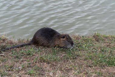 Myocastoridae kemirgeni (Myocastor coypus), coipo, küçük kunduz ve bataklık kunduzu olarak da bilinir..