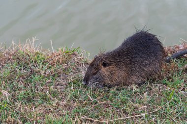 Myocastoridae kemirgeni (Myocastor coypus), coipo, küçük kunduz ve bataklık kunduzu olarak da bilinir..