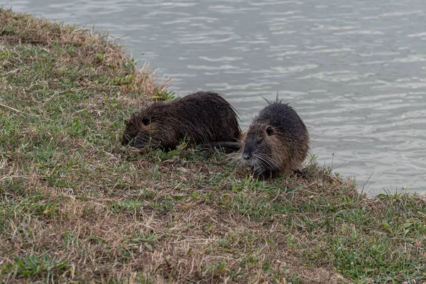 Rongeur Myocastoridae Myocastor Coypus Également Appelé Coipo Petit Castor Castor — Photo