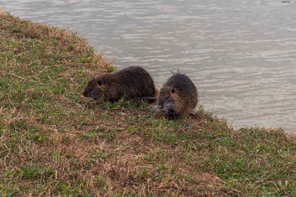 Rongeur Myocastoridae Myocastor Coypus Également Appelé Coipo Petit Castor Castor — Photo