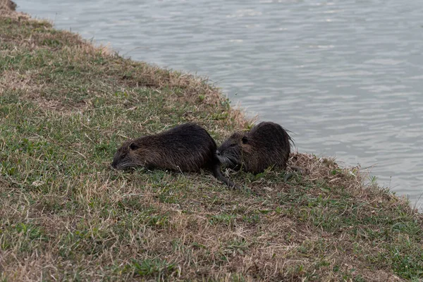 Rongeur Myocastoridae Myocastor Coypus Également Appelé Coipo Petit Castor Castor — Photo