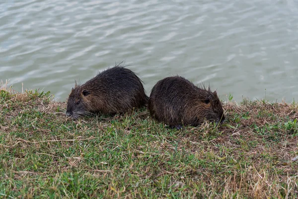 Миокасториды Грызуны Myocastor Coypus Называемые Coipo Маленькие Бобры Болотные Бобры — стоковое фото