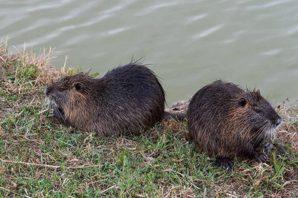 Rongeur Myocastoridae Myocastor Coypus Également Appelé Coipo Petit Castor Castor — Photo