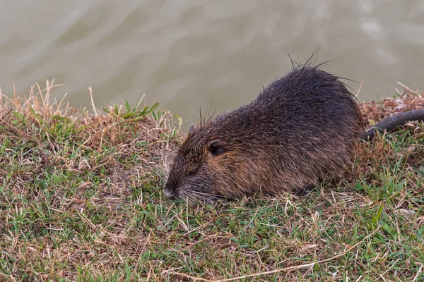 Миокасториды Грызуны Myocastor Coypus Называемые Coipo Маленькие Бобры Болотные Бобры — стоковое фото