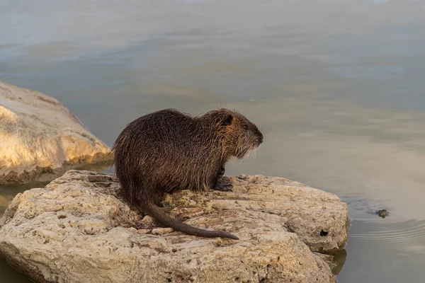 Rongeur Myocastoridae Myocastor Coypus Également Appelé Coipo Petit Castor Castor — Photo