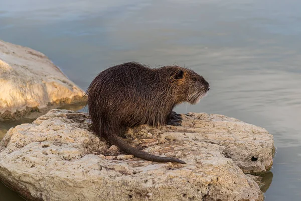 Rongeur Myocastoridae Myocastor Coypus Également Appelé Coipo Petit Castor Castor — Photo