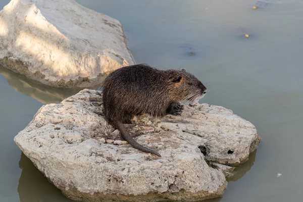 Rongeur Myocastoridae Myocastor Coypus Également Appelé Coipo Petit Castor Castor — Photo