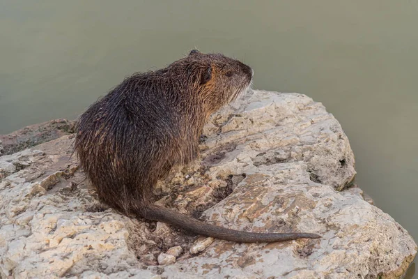 Rongeur Myocastoridae Myocastor Coypus Également Appelé Coipo Petit Castor Castor — Photo