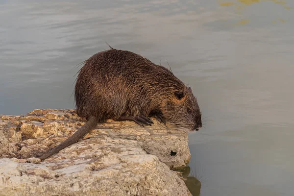 Миокасториды Грызуны Myocastor Coypus Называемые Coipo Маленькие Бобры Болотные Бобры — стоковое фото