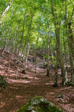 La Camosciara, deneyimli yürüyüşçüler ve yeni başlayanlar, müstehcen manzaralar ve vahşi yaşam için geniş bir doğa koruma alanıdır. Abruzzo, Lazio ve Molise Milli Parkı 'nın ayrılmaz bir parçasıdır.