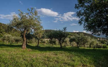 The olive tree is native to the Middle East and has been used as a food source since ancient times. Its fruit, olives, are used to extract oil.