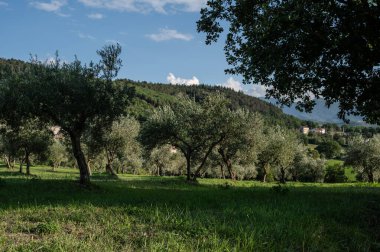 The olive tree is native to the Middle East and has been used as a food source since ancient times. Its fruit, olives, are used to extract oil.