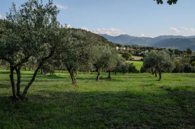 The olive tree is native to the Middle East and has been used as a food source since ancient times. Its fruit, olives, are used to extract oil.