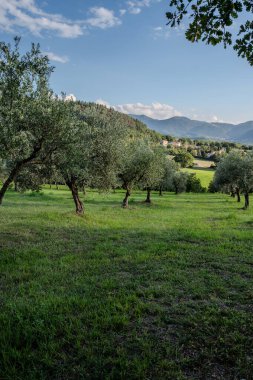 The olive tree is native to the Middle East and has been used as a food source since ancient times. Its fruit, olives, are used to extract oil.