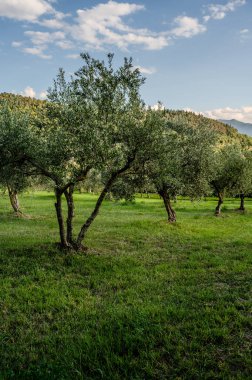 The olive tree is native to the Middle East and has been used as a food source since ancient times. Its fruit, olives, are used to extract oil.