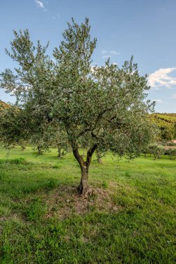 The olive tree is native to the Middle East and has been used as a food source since ancient times. Its fruit, olives, are used to extract oil.