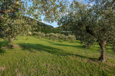The olive tree is native to the Middle East and has been used as a food source since ancient times. Its fruit, olives, are used to extract oil.