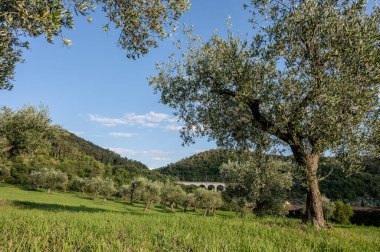 The olive tree is native to the Middle East and has been used as a food source since ancient times. Its fruit, olives, are used to extract oil.