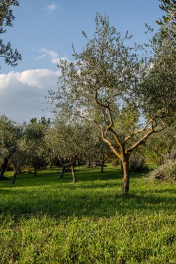The olive tree is native to the Middle East and has been used as a food source since ancient times. Its fruit, olives, are used to extract oil.