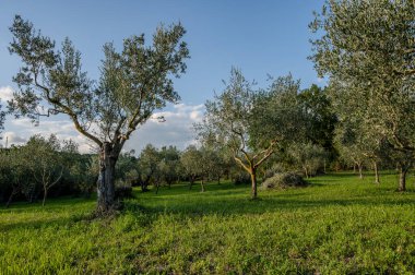 The olive tree is native to the Middle East and has been used as a food source since ancient times. Its fruit, olives, are used to extract oil.