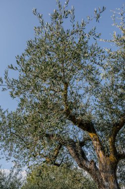 The olive tree is native to the Middle East and has been used as a food source since ancient times. Its fruit, olives, are used to extract oil.