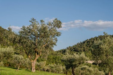 The olive tree is native to the Middle East and has been used as a food source since ancient times. Its fruit, olives, are used to extract oil.