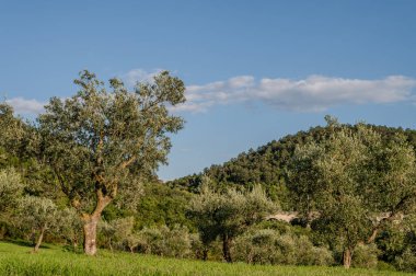 The olive tree is native to the Middle East and has been used as a food source since ancient times. Its fruit, olives, are used to extract oil.