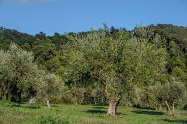 The olive tree is native to the Middle East and has been used as a food source since ancient times. Its fruit, olives, are used to extract oil.