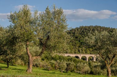 The olive tree is native to the Middle East and has been used as a food source since ancient times. Its fruit, olives, are used to extract oil.
