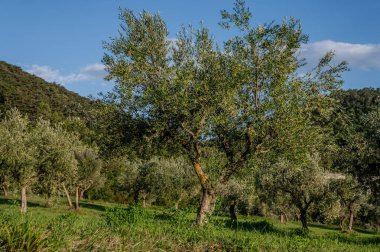 The olive tree is native to the Middle East and has been used as a food source since ancient times. Its fruit, olives, are used to extract oil.