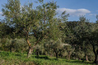 The olive tree is native to the Middle East and has been used as a food source since ancient times. Its fruit, olives, are used to extract oil.
