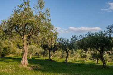 The olive tree is native to the Middle East and has been used as a food source since ancient times. Its fruit, olives, are used to extract oil.