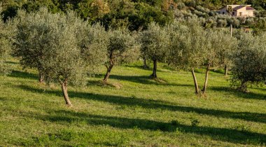The olive tree is native to the Middle East and has been used as a food source since ancient times. Its fruit, olives, are used to extract oil.