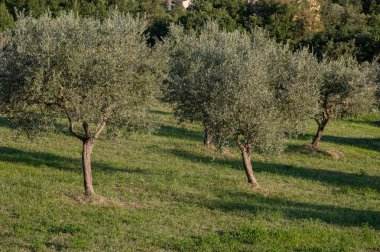 The olive tree is native to the Middle East and has been used as a food source since ancient times. Its fruit, olives, are used to extract oil.